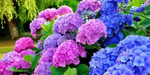 En prunkande rabatt med blå och rosa hortensior. Perfekt för dig som vill plantera hortensia och skapa en färgsprakande trädgård.