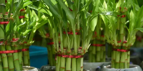 Flera krukor med grön bambu, varje knippe bambu är bundet med ett rött band.