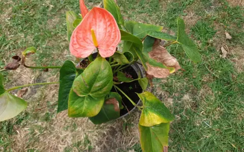 En vacker blomma i flamingo-rosa färg, med gröna blad och en gul mitt. Den står i en kruka på gräsmattan.
