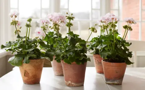 Flera krukor med rosa pelargoner inomhus, med gröna blad och blomknoppar.