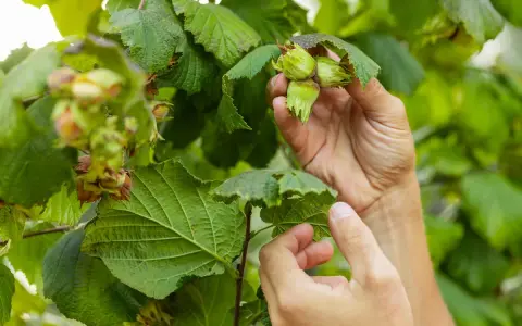 Händer plockar mogna hasselnötter från en buske. Olika sorter av hassel växer frodigt med gröna blad och nötter som börjar mogna.
