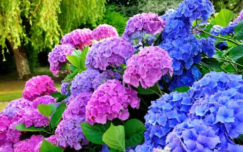 En prunkande rabatt med blå och rosa hortensior. Perfekt för dig som vill plantera hortensia och skapa en färgsprakande trädgård.