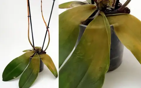 Orkidé med gula blad. Bladen på orkidén har börjat gulna, vilket kan tyda på att den behöver mer eller mindre vatten.