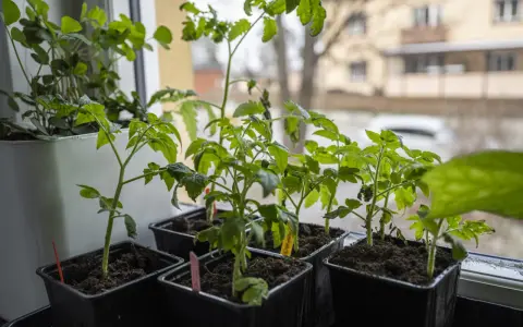 Små tomatplantor i svarta krukor på fönsterbrädan, redo att vattna tomater underifrån för att främja stark tillväxt.