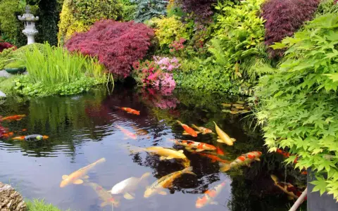 En vacker damm med koi-fiskar som simmar i det klara vattnet, omgiven av frodig grönska och blommor. En perfekt plats att koppla av vid, som om man vore i en dröm. Att bygga damm kan vara en fantastisk investering för trädgården.