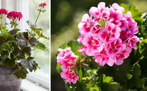 En kruka med mörka blad och rosa blommor står vid ett fönster. Bredvid syns en närbild på rosa pelargonblommor med mörka fläckar.