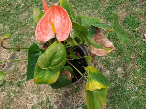 En vacker blomma i flamingo-rosa färg, med gröna blad och en gul mitt. Den står i en kruka på gräsmattan.