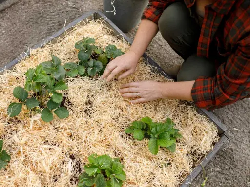 Händer som arbetar med jord till jordgubbar i en odlingslåda täckt med halm.