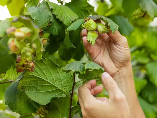 Händer plockar mogna hasselnötter från en buske. Olika sorter av hassel växer frodigt med gröna blad och nötter som börjar mogna.