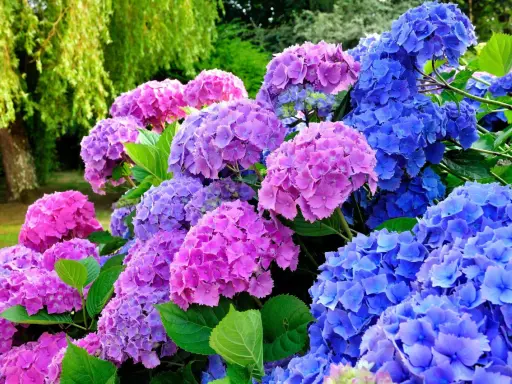 En prunkande rabatt med blå och rosa hortensior. Perfekt för dig som vill plantera hortensia och skapa en färgsprakande trädgård.