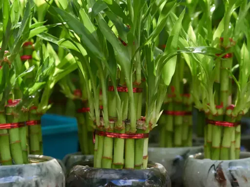 Flera krukor med grön bambu, varje knippe bambu är bundet med ett rött band.