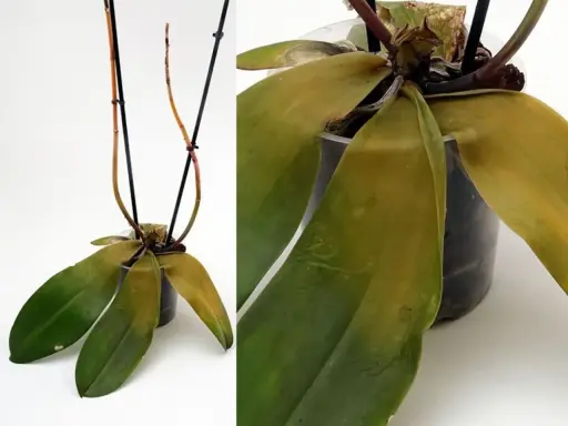 Orkidé med gula blad. Bladen på orkidén har börjat gulna, vilket kan tyda på att den behöver mer eller mindre vatten.