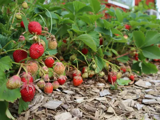 Röda och gröna jordgubbar hänger från frodiga plantor. Det är enkelt att odla jordgubbar i kruka och få en härlig skörd.