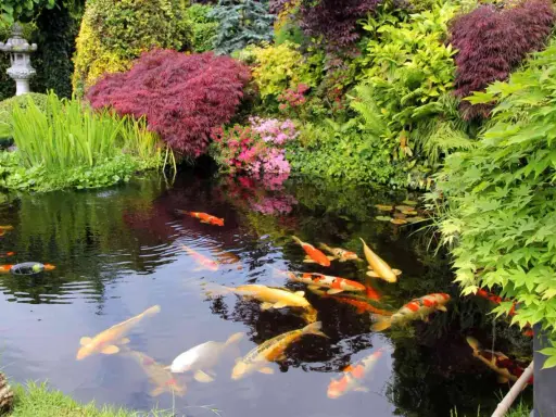 En vacker damm med koi-fiskar som simmar i det klara vattnet, omgiven av frodig grönska och blommor. En perfekt plats att koppla av vid, som om man vore i en dröm. Att bygga damm kan vara en fantastisk investering för trädgården.