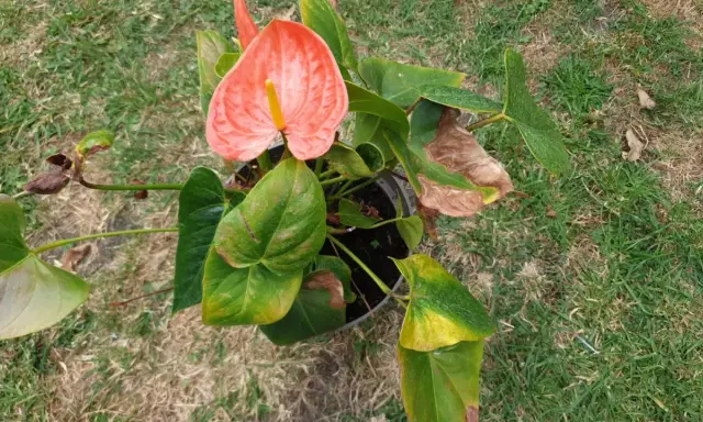 En vacker blomma i flamingo-rosa färg, med gröna blad och en gul mitt. Den står i en kruka på gräsmattan.