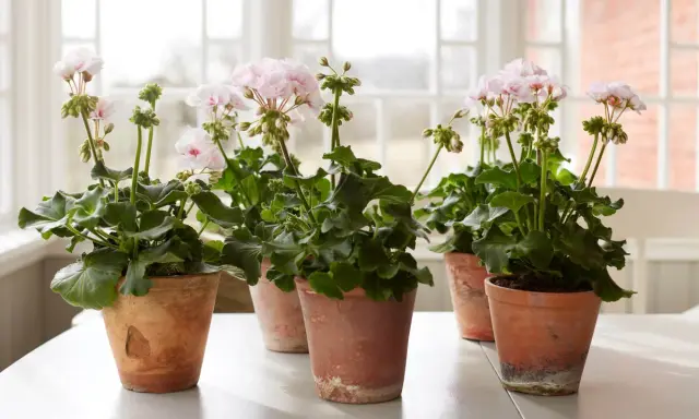 Flera krukor med rosa pelargoner inomhus, med gröna blad och blomknoppar.