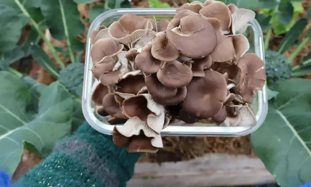 En hand i en grön vante håller en glasburk full med färsk ostronskivling, ett bevis på att det är enkelt att odla svamp hemma.