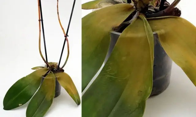 Orkidé med gula blad. Bladen på orkidén har börjat gulna, vilket kan tyda på att den behöver mer eller mindre vatten.