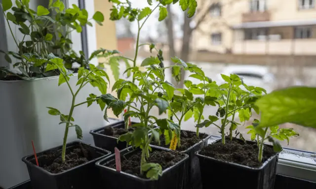 Små tomatplantor i svarta krukor på fönsterbrädan, redo att vattna tomater underifrån för att främja stark tillväxt.