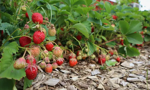 Röda och gröna jordgubbar hänger från frodiga plantor. Det är enkelt att odla jordgubbar i kruka och få en härlig skörd.