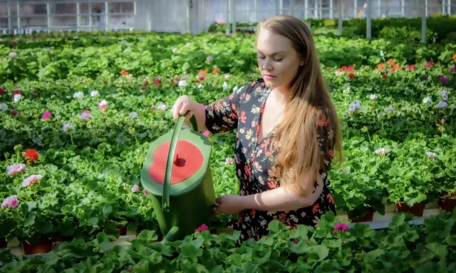 Kvinna vattnar blommor i växthus. Hur ofta ska man ge guldvatten?