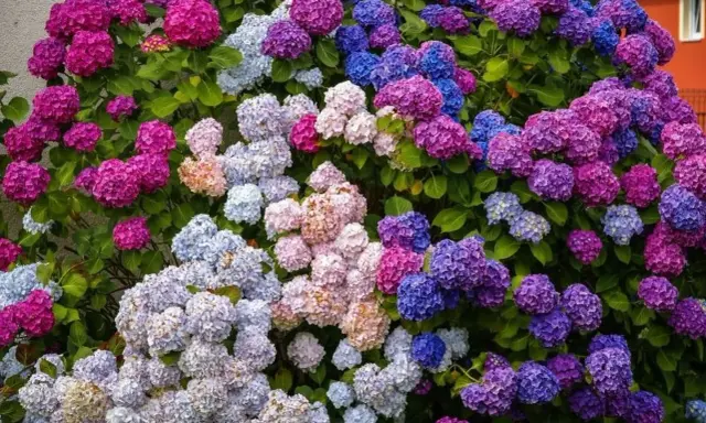 En frodig hortensia med blommor i nyanser av rosa, lila och blått. Denna hortensia trivs i väldränerad jord.