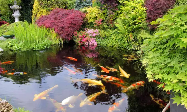 En vacker damm med koi-fiskar som simmar i det klara vattnet, omgiven av frodig grönska och blommor. En perfekt plats att koppla av vid, som om man vore i en dröm. Att bygga damm kan vara en fantastisk investering för trädgården.