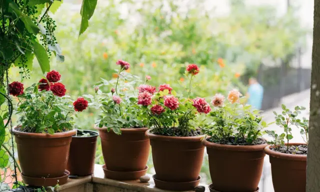 Vackra rosor i krukor på en balkong. En person plantera ros och njuter av blommorna.