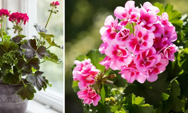 En kruka med mörka blad och rosa blommor står vid ett fönster. Bredvid syns en närbild på rosa pelargonblommor med mörka fläckar.