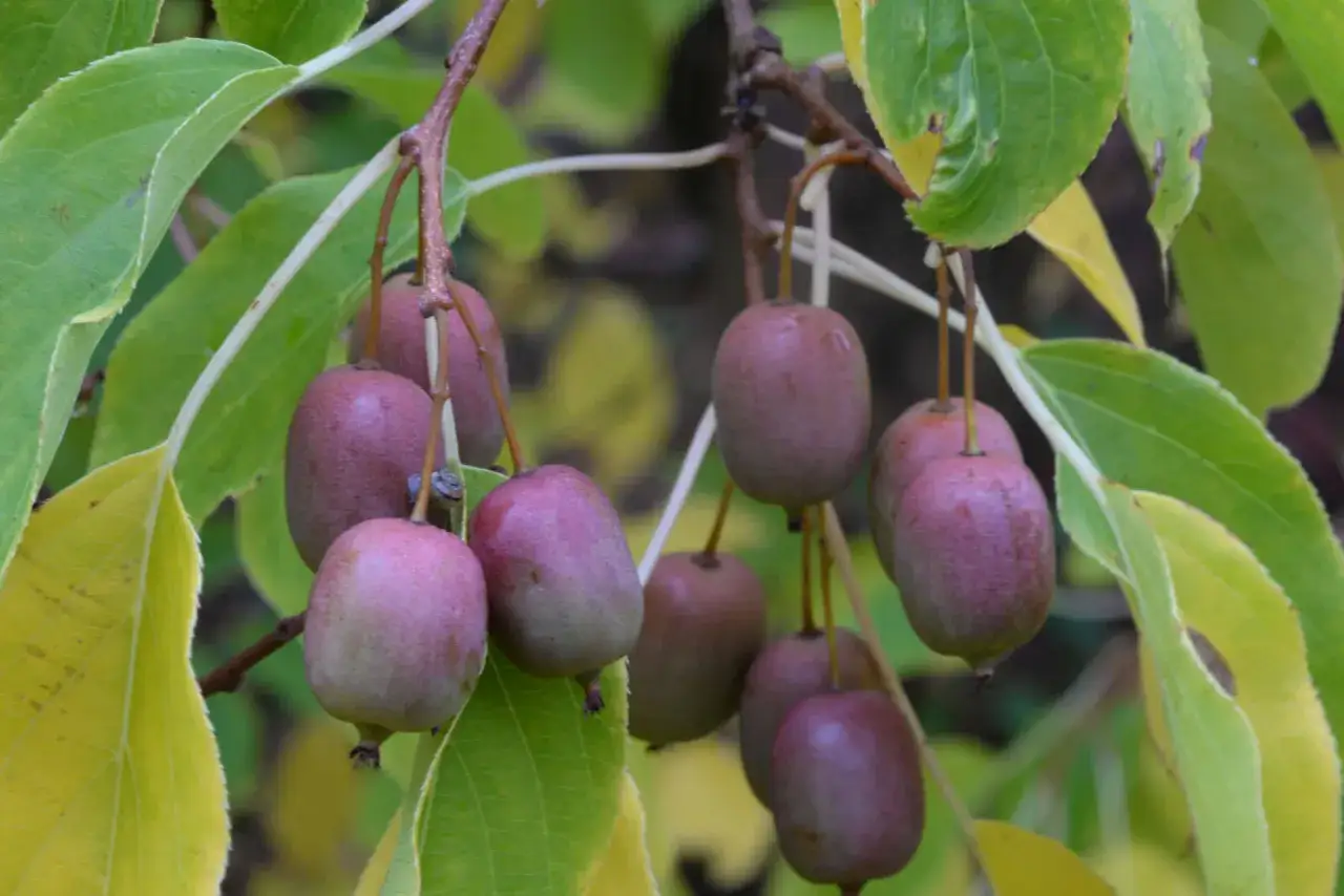 Kluster av små, lila kiwifrukter hänger från en gren med gröna och gula blad. En vacker syn för den som vill odla kiwi.